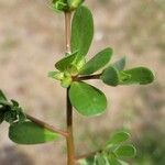 Portulaca oleraceaFeuille