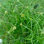 Cyperus brevifolius Цвят