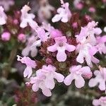 Thymus vulgarisFlower