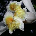 Sobralia chrysostoma Květ