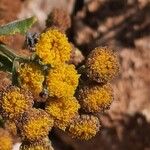 Tanacetum balsamita Blomst