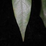 Ficus donnell-smithii 葉