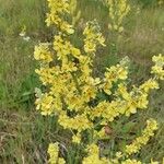 Verbascum lychnitis Virág