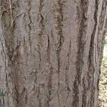 Tilia mandshurica Corteza