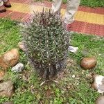 Ferocactus herrerae Foglia