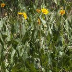 Wyethia angustifolia Hábito