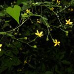 Milleria quinqueflora Цвят