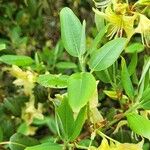 Rhododendron triflorum Leaf