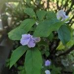 Brunfelsia pauciflora Çiçek