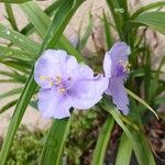 Tradescantia virginiana Blüte