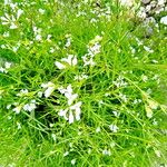 Asperula tinctoria Staniste