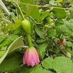 Passiflora tripartita ফুল