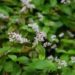 Persicaria campanulata Leaf