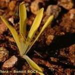 Sternbergia colchiciflora Arall