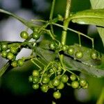 Psychotria laselvensis Fruit