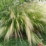 Stipa pennata Φύλλο