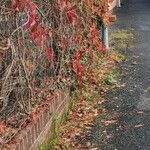 Parthenocissus quinquefolia Habit