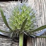 Eryngium planum Fiore