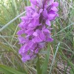 Dactylorhiza praetermissa Drugo