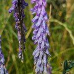 Vicia craccaÕis