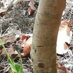 Pappea capensis چھال