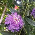 Passiflora cincinnata Цветок