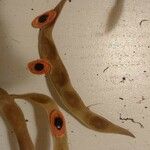 Acacia cyclops Mbuma