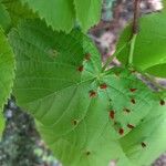 Tilia x europaea Blad