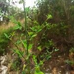 Cytisus arboreus Hoja
