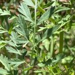 Daucus carota List