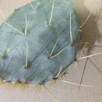 Opuntia littoralis List