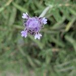 Lavandula dentata 花