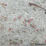 Nemacaulis denudata Hábito