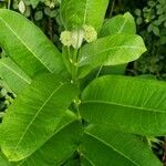 Asclepias purpurascens Leaf