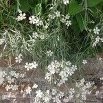 Cerastium tomentosum Otro