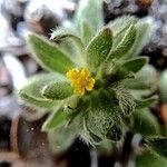 Hemizonella minima Flower