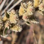 Ouret lanata Flor