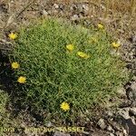 Launaea lanifera 整株植物