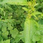 Rumex obtusifolius Likasa