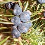 Juniperus communis Frucht