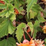 Begonia sutherlandii Foglia