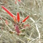 Erythrina flabelliformis फूल