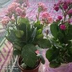 Kalanchoe blossfeldianaKwiat