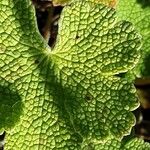 Geranium renardii Leaf