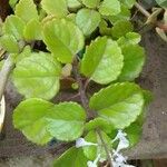 Plectranthus verticillatusЦвят