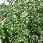 Ehretia amoena Hábito