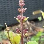 Syringa pubescens Blomma