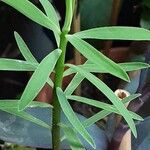 Euphorbia balsamifera Blad