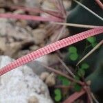 Ferocactus emoryi Fruit