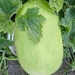 Cucumis melo Φρούτο